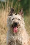 BOUVIER DES ARDENNES 422